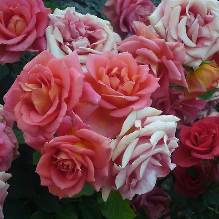 La Maison Du Bon Megnadzo Гостевой дом 3*