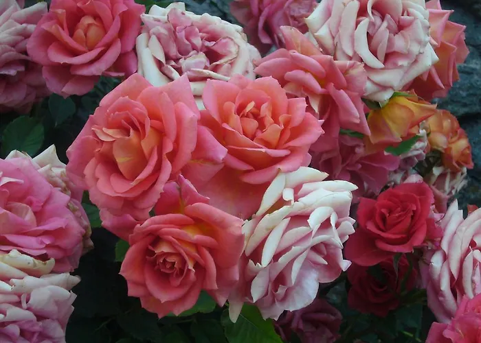 La Maison Du Bon Megnadzo Affittacamere 3*